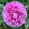 pinkpeonies07